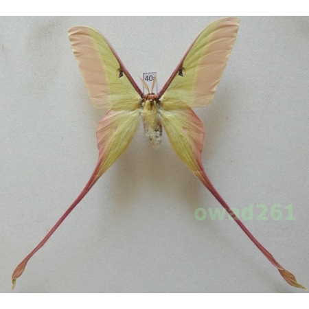 Actias dubernardi (Oberthür, 1897) male ex. ovo China 82mm40a